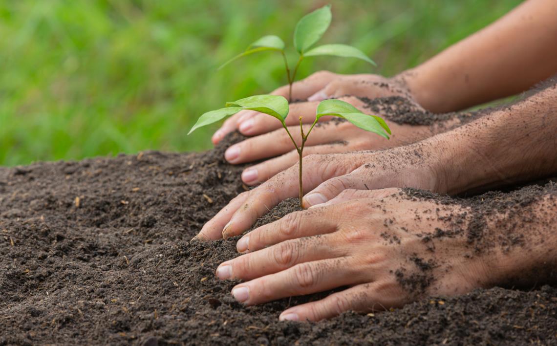 Planting Stage